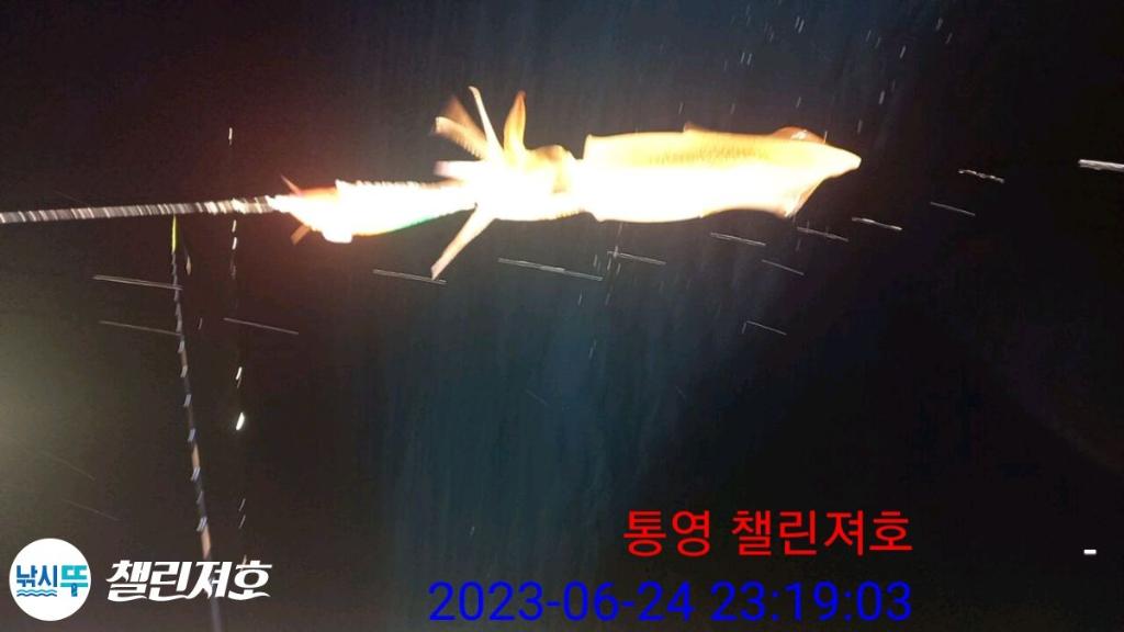 낚시뚜,갈치,한치,통영미수동방파제,챌린져호,낚시뚜28