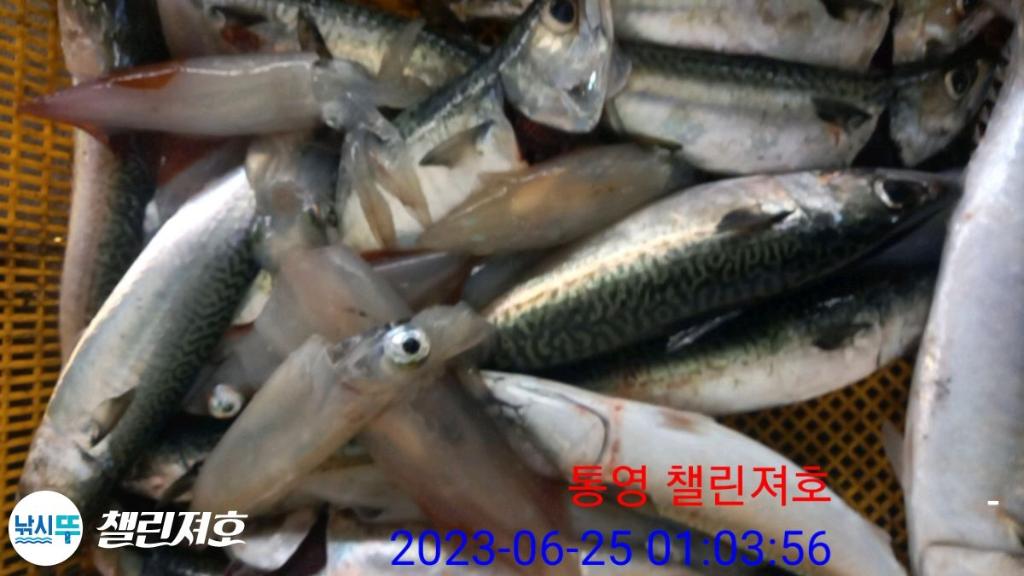 낚시뚜,갈치,한치,통영미수동방파제,챌린져호,낚시뚜22