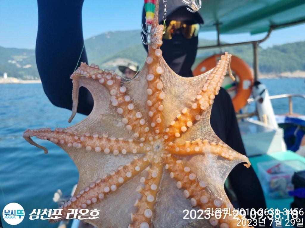 갑오징어,낙지/ 달립니다,[자리 많습니다]