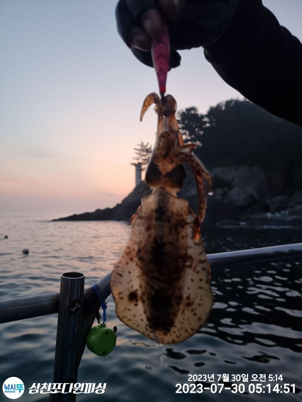 낚시뚜,무늬오징어,삼천포 팔포항,삼천포 다원피싱,낚시뚜7