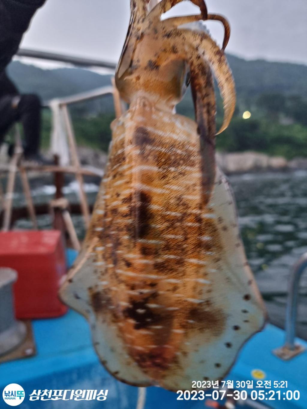 낚시뚜,무늬오징어,삼천포 팔포항,삼천포 다원피싱,낚시뚜6