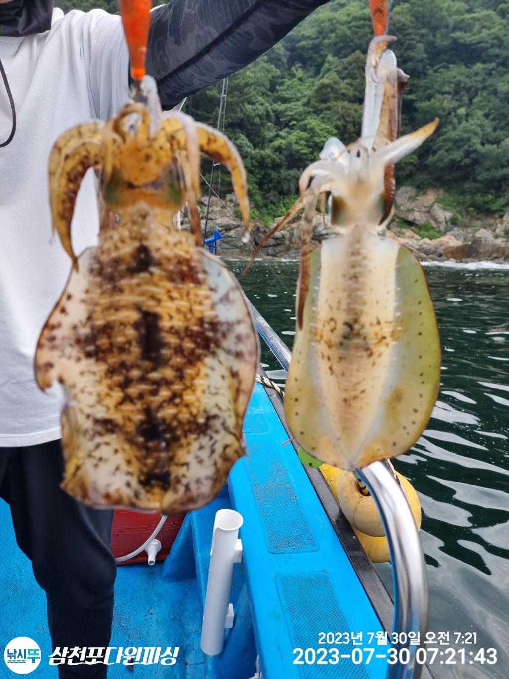 낚시뚜,무늬오징어,삼천포 팔포항,삼천포 다원피싱,낚시뚜5