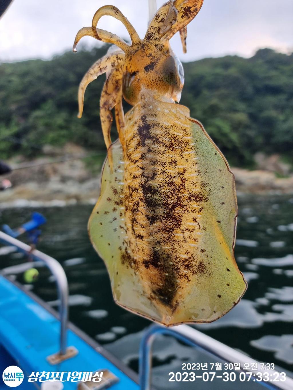 낚시뚜,무늬오징어,삼천포 팔포항,삼천포 다원피싱,낚시뚜4