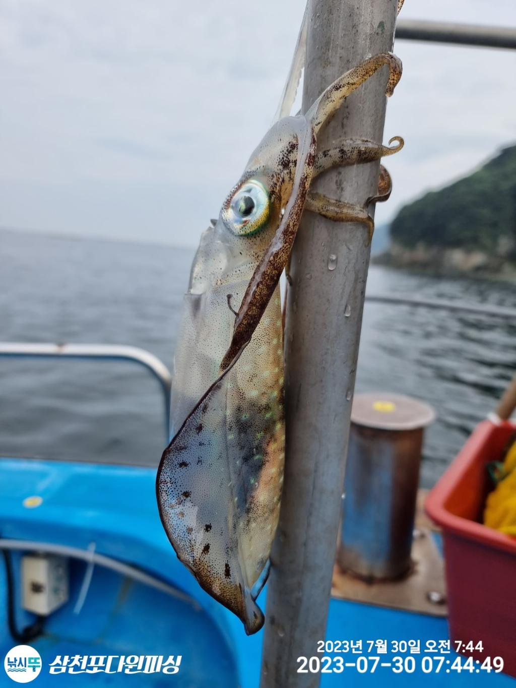 낚시뚜,무늬오징어,삼천포 팔포항,삼천포 다원피싱,낚시뚜3