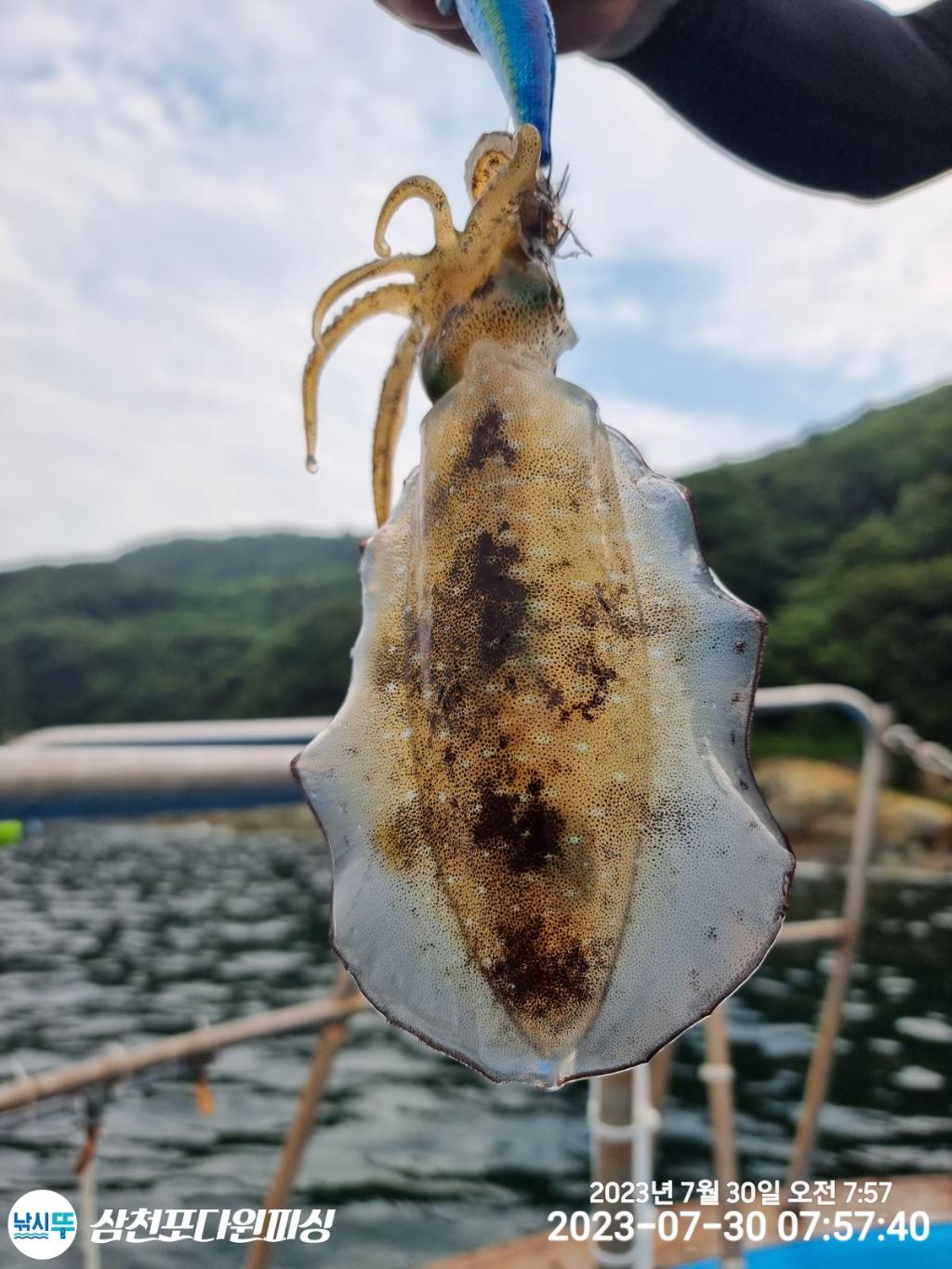 낚시뚜,무늬오징어,삼천포 팔포항,삼천포 다원피싱,낚시뚜1