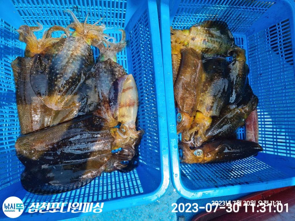 낚시뚜,무늬오징어,삼천포 팔포항,삼천포 다원피싱,낚시뚜0