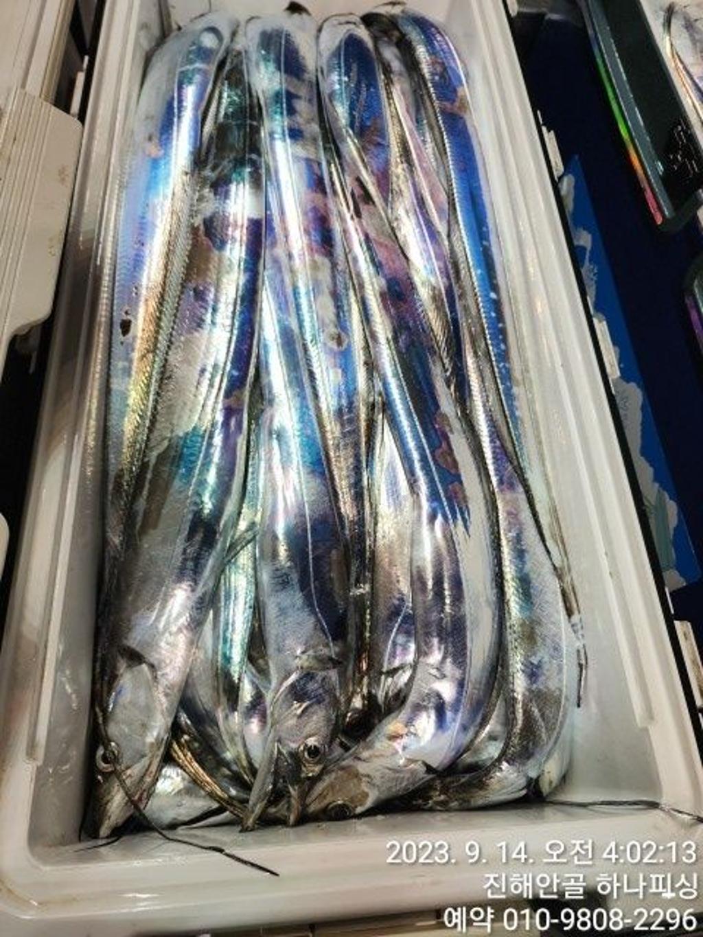 낚시뚜,갈치,진해 안골항,진해 하나피싱,낚시뚜36