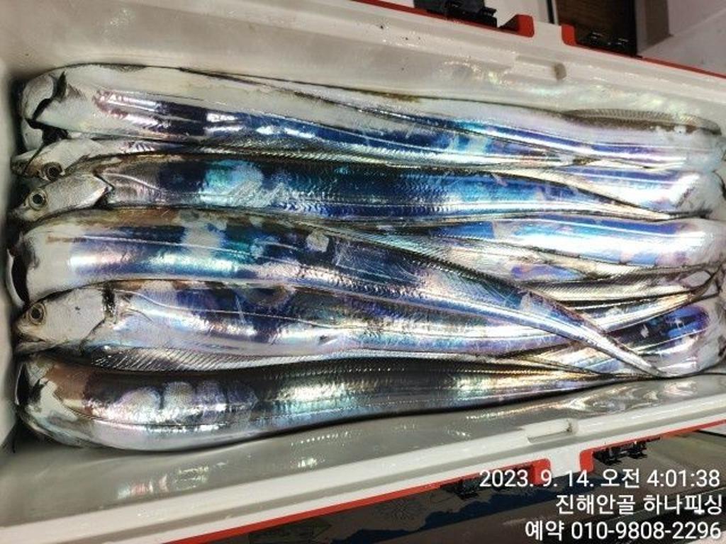 낚시뚜,갈치,진해 안골항,진해 하나피싱,낚시뚜28