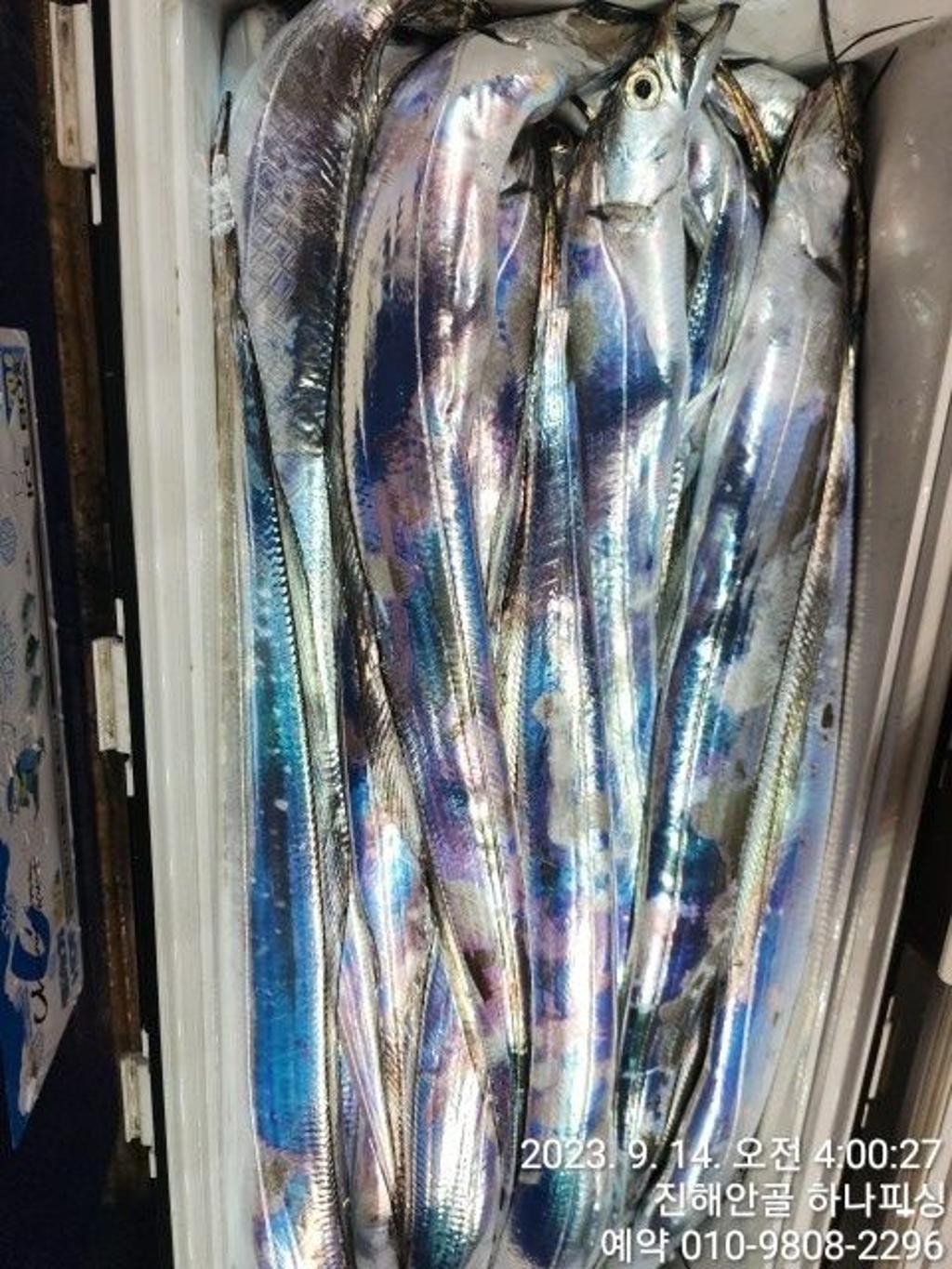 낚시뚜,갈치,진해 안골항,진해 하나피싱,낚시뚜30