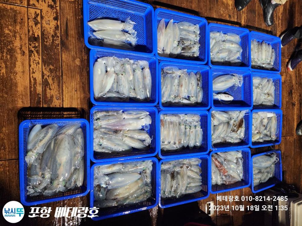 낚시뚜,무늬오징어,구룡포항,포항 베테랑호,낚시뚜8