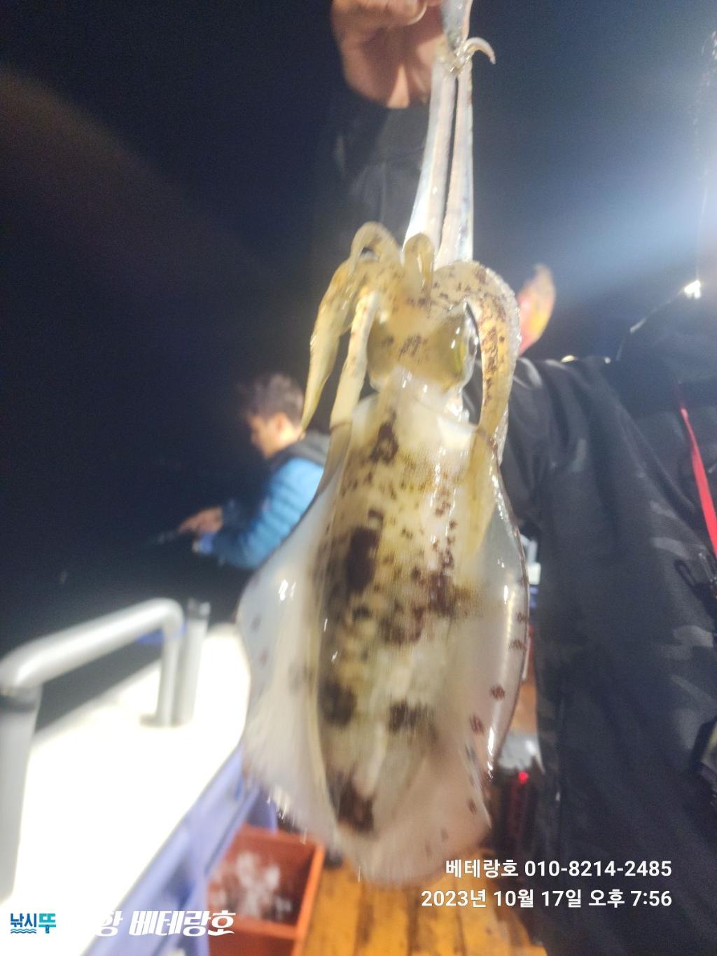 낚시뚜,무늬오징어,구룡포항,포항 베테랑호,낚시뚜4