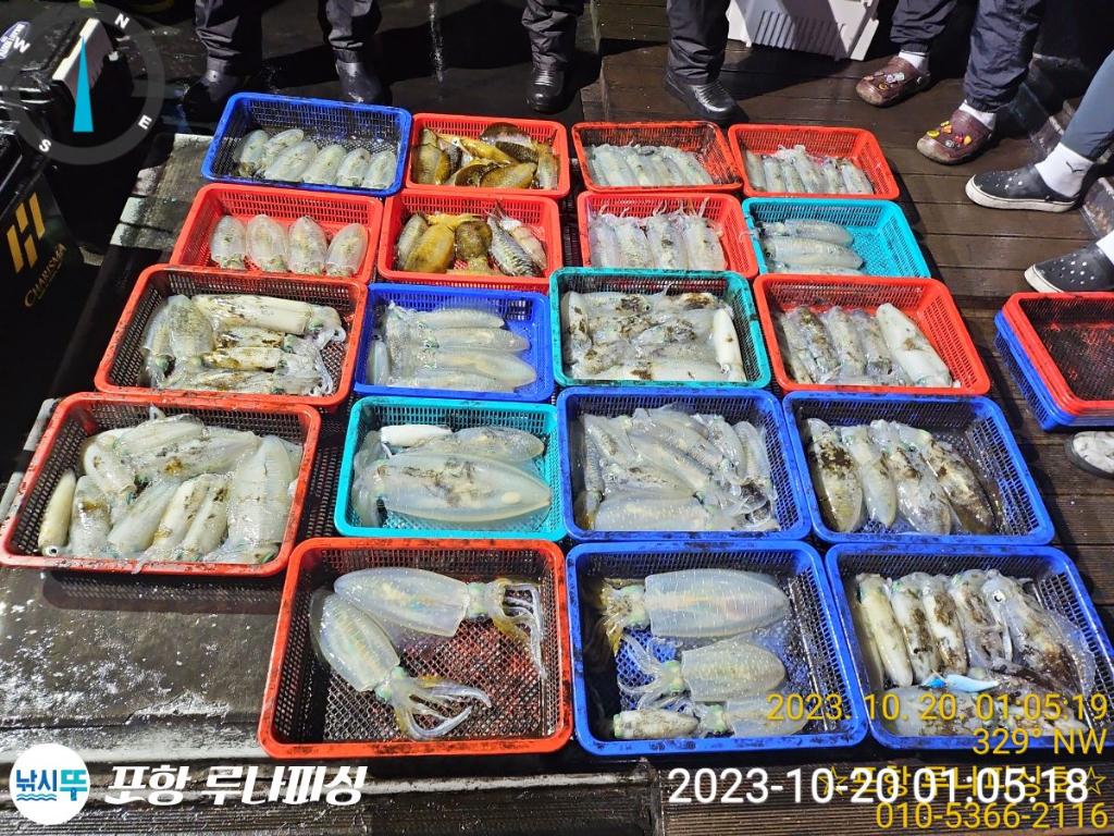 낚시뚜,무늬오징어,구룡포항,포항 루나피싱,낚시뚜11