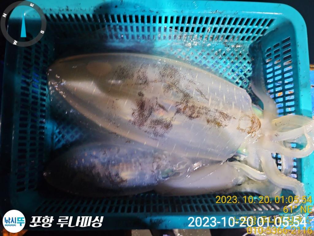 낚시뚜,무늬오징어,구룡포항,포항 루나피싱,낚시뚜10