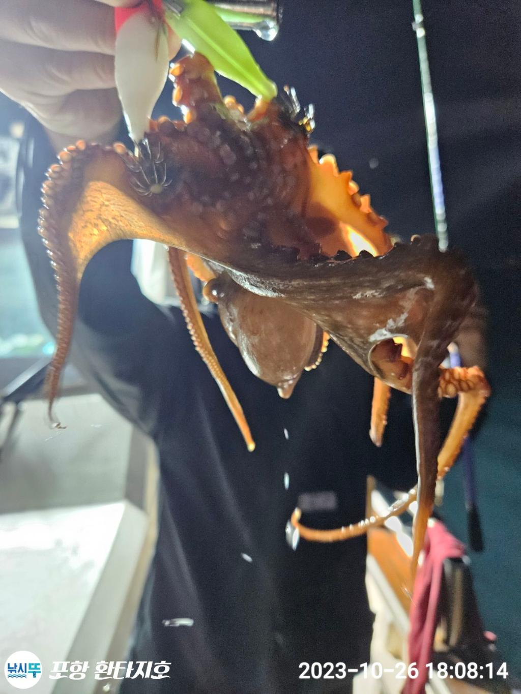 낚시뚜,돌문어,포항 동빈항,포항 환타지호,낚시뚜13