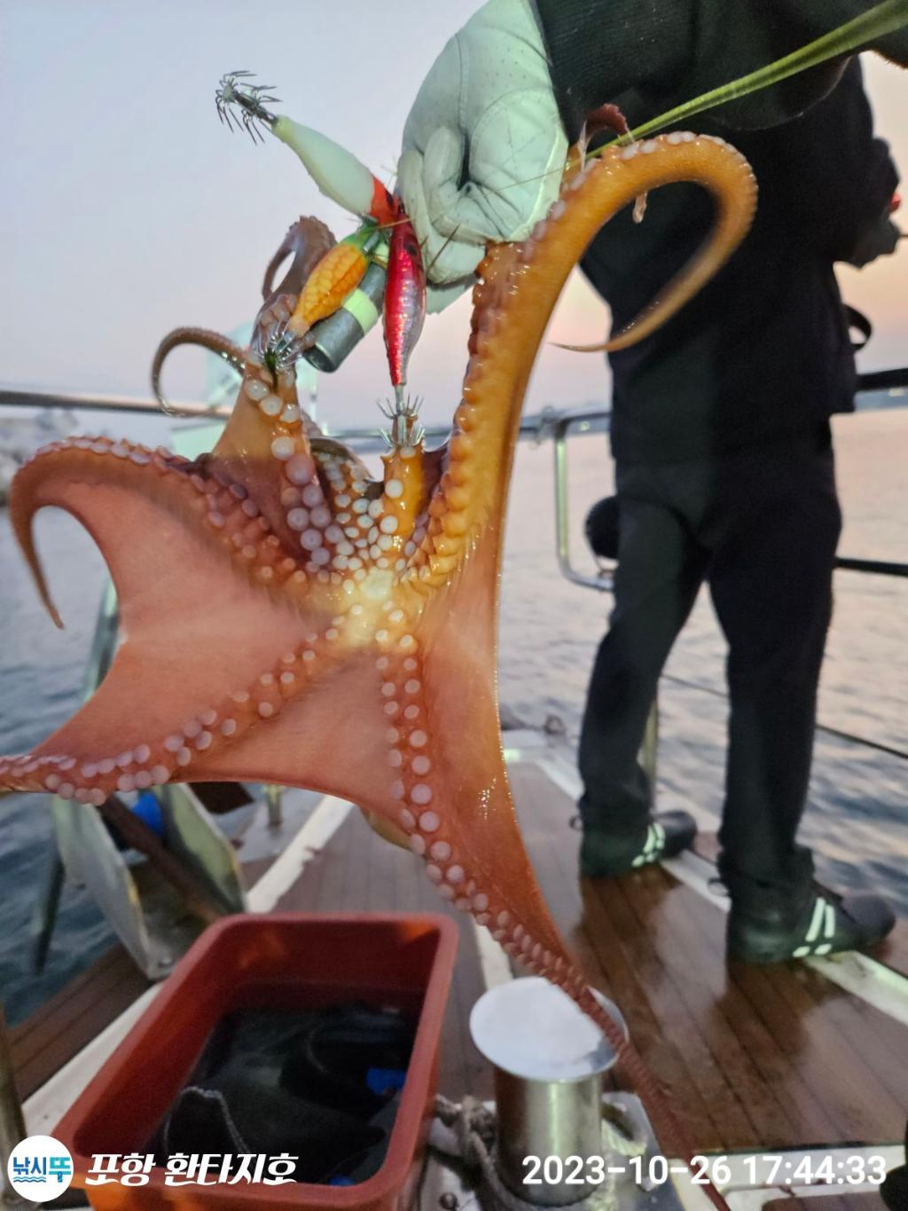 낚시뚜,돌문어,포항 동빈항,포항 환타지호,낚시뚜11