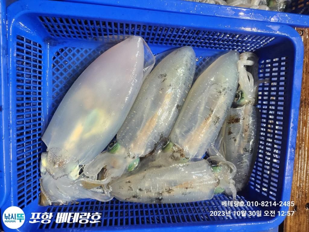 낚시뚜,무늬오징어,구룡포항,포항 베테랑호,낚시뚜18