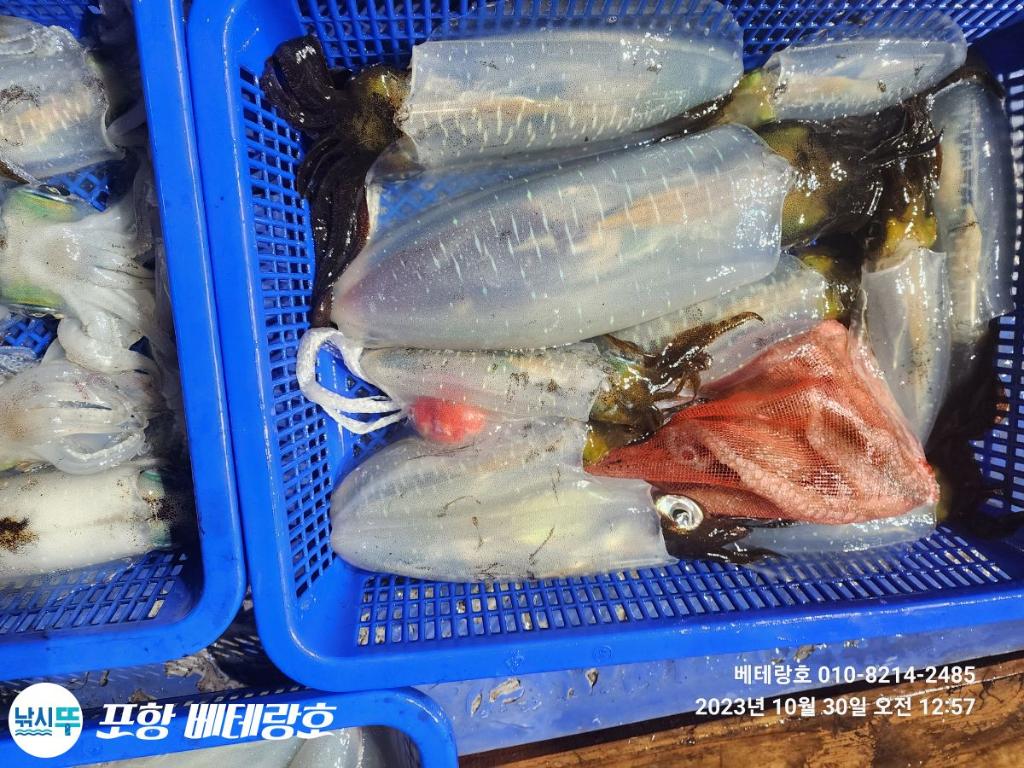 낚시뚜,무늬오징어,구룡포항,포항 베테랑호,낚시뚜17