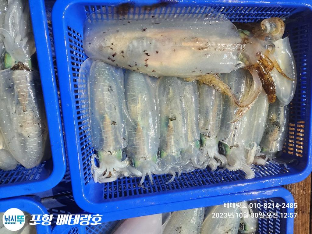 낚시뚜,무늬오징어,구룡포항,포항 베테랑호,낚시뚜16