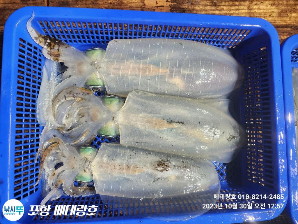 낚시뚜,무늬오징어,구룡포항,포항 베테랑호,낚시뚜15