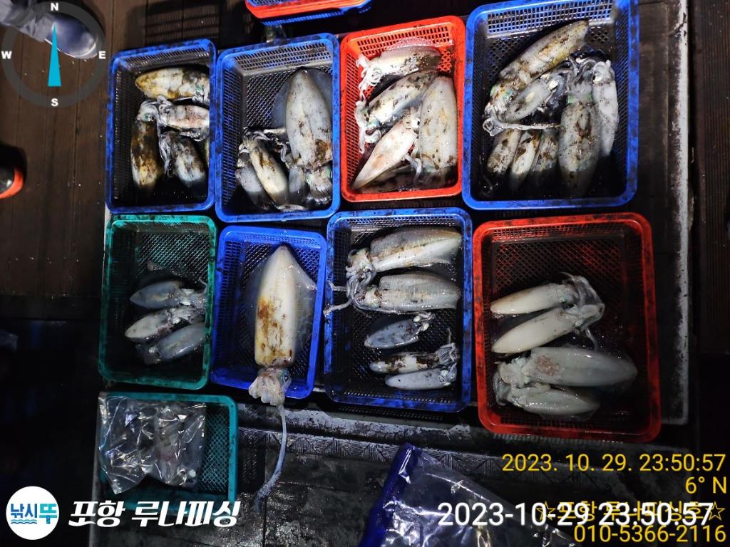 낚시뚜,무늬오징어,구룡포항,포항 루나피싱,낚시뚜6