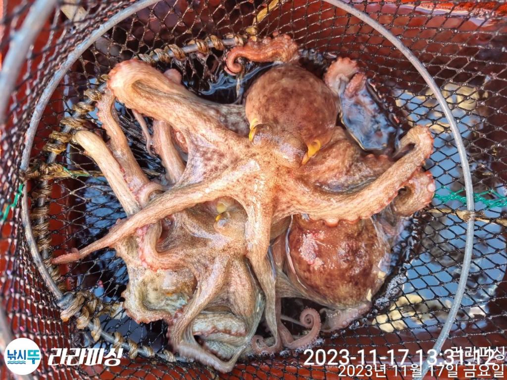 낚시뚜,돌문어,속천항(진해),라라피싱,낚시뚜21