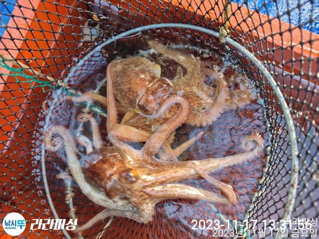 낚시뚜,돌문어,속천항(진해),라라피싱,낚시뚜19