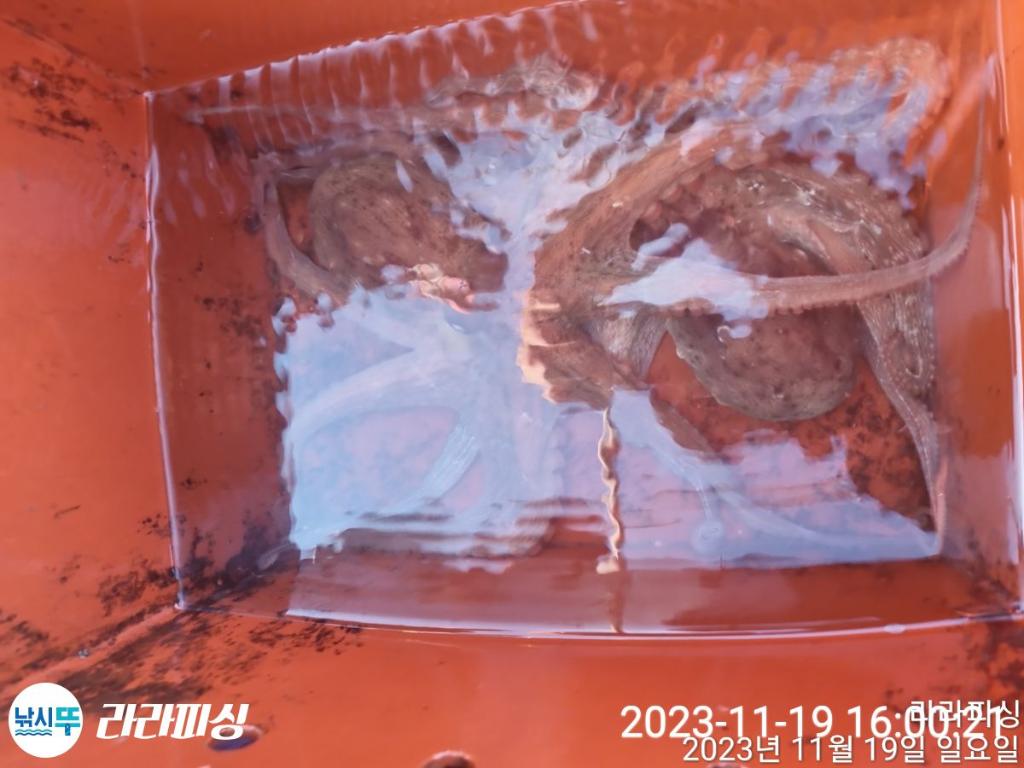 낚시뚜,돌문어,속천항(진해),라라피싱,낚시뚜23