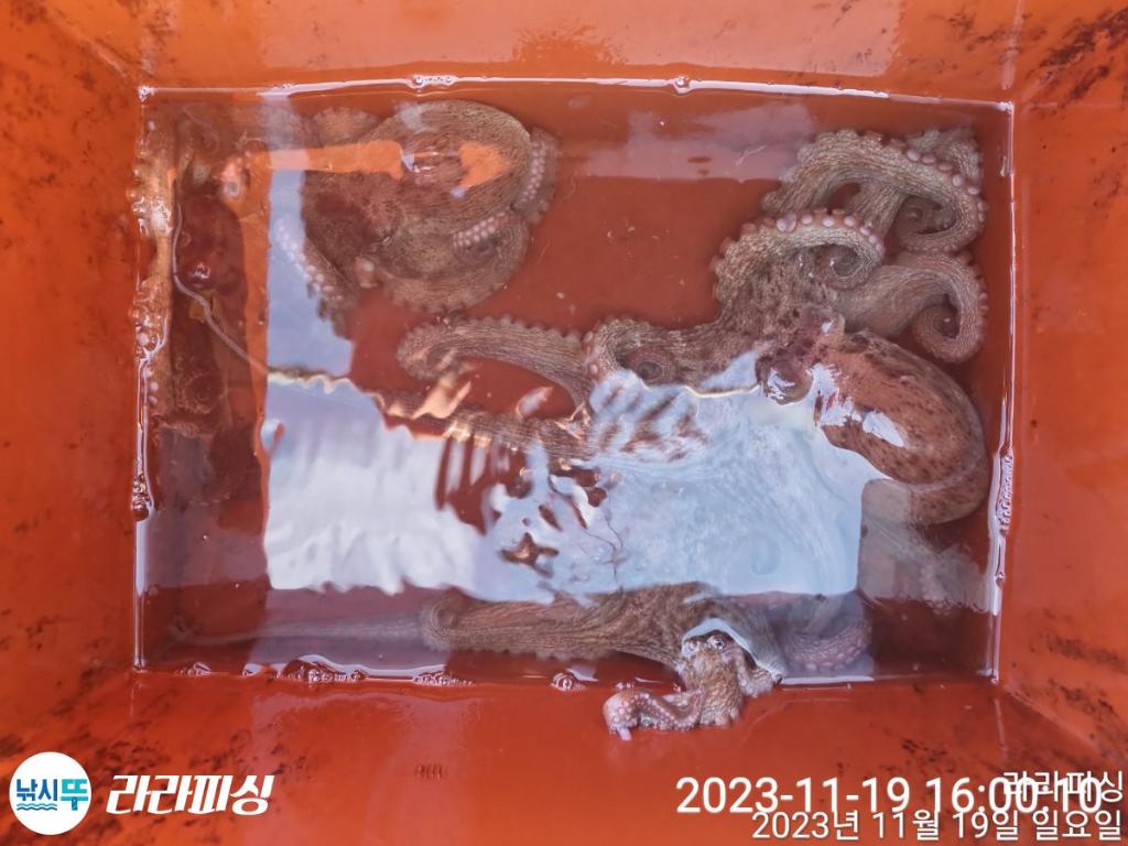 낚시뚜,돌문어,속천항(진해),라라피싱,낚시뚜22