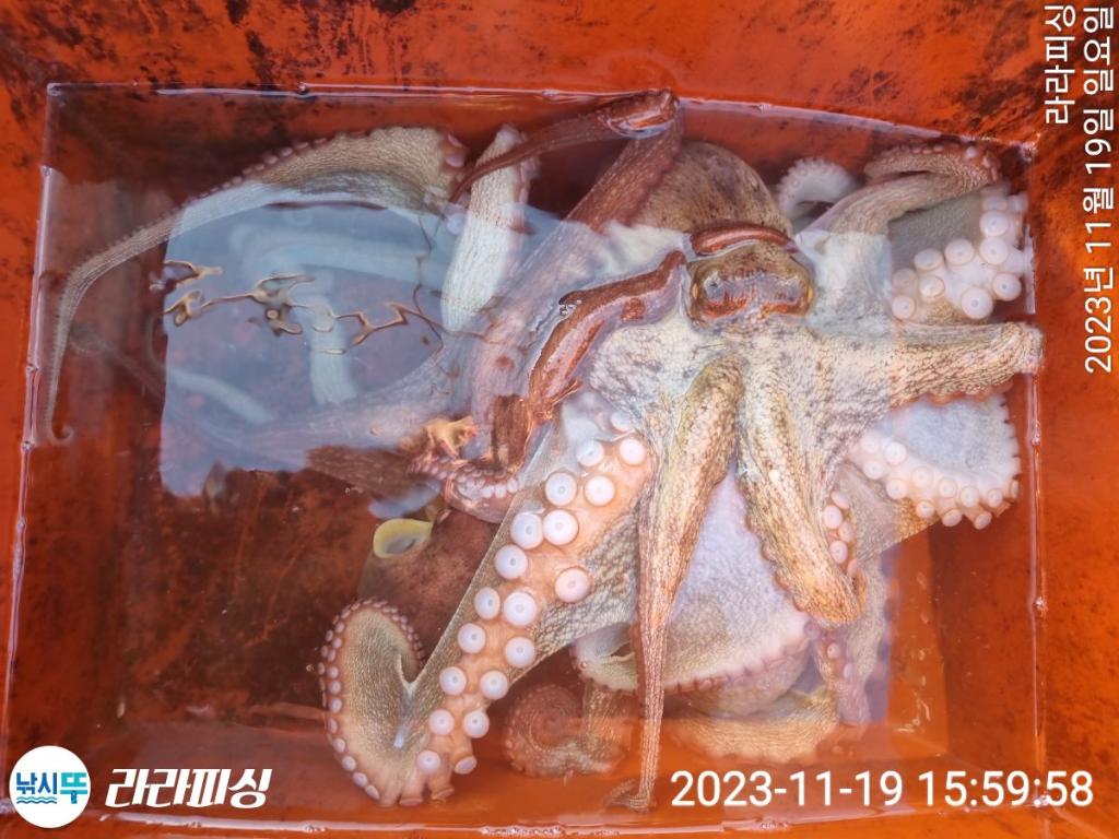 낚시뚜,돌문어,속천항(진해),라라피싱,낚시뚜21