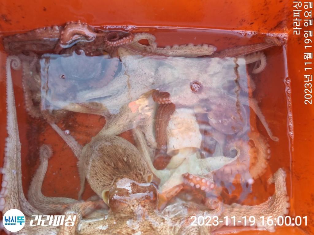 낚시뚜,돌문어,속천항(진해),라라피싱,낚시뚜20