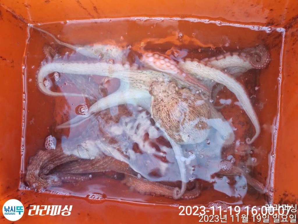 낚시뚜,돌문어,속천항(진해),라라피싱,낚시뚜18
