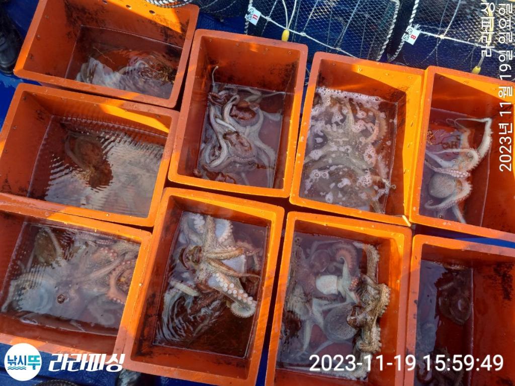 낚시뚜,돌문어,속천항(진해),라라피싱,낚시뚜14