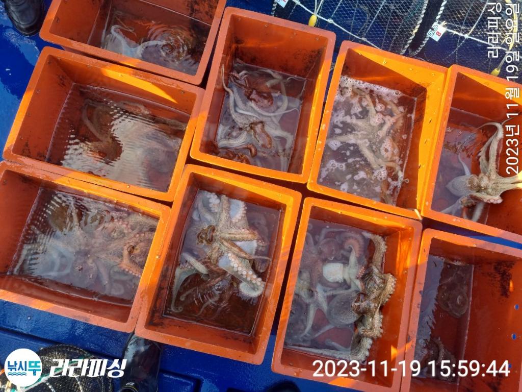 낚시뚜,돌문어,속천항(진해),라라피싱,낚시뚜13