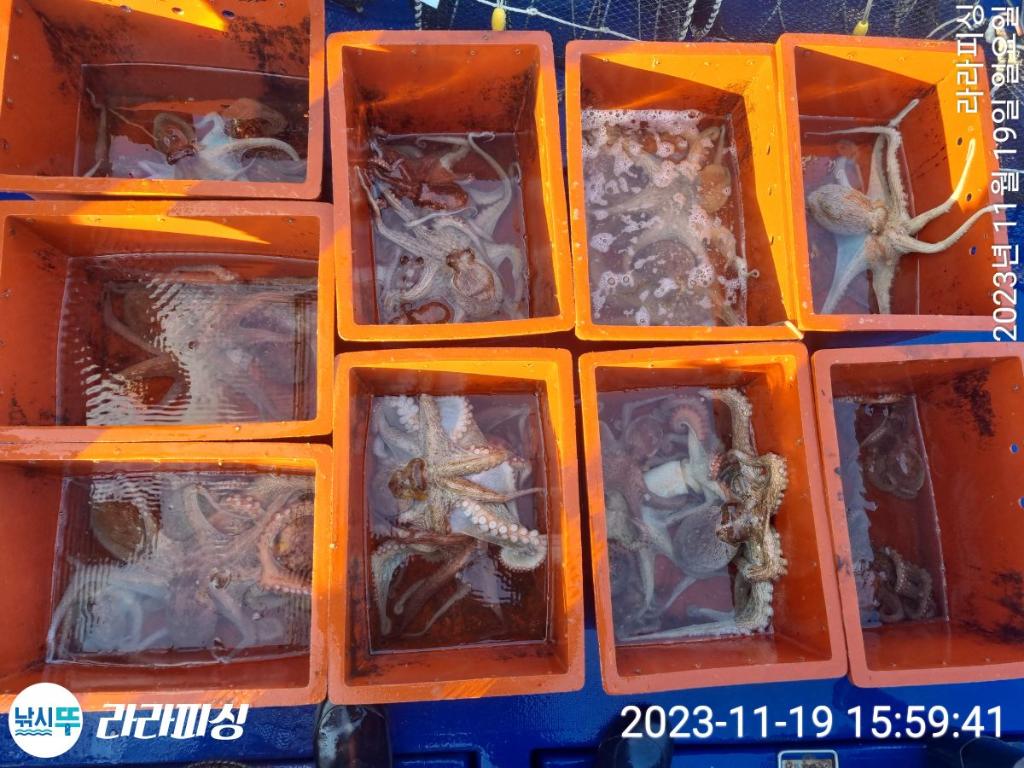 낚시뚜,돌문어,속천항(진해),라라피싱,낚시뚜12