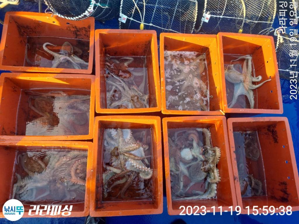 낚시뚜,돌문어,속천항(진해),라라피싱,낚시뚜11