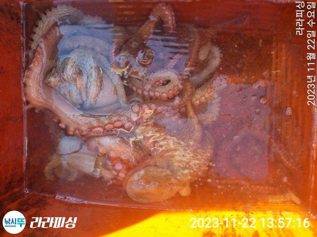 낚시뚜,돌문어,속천항(진해),라라피싱,낚시뚜24