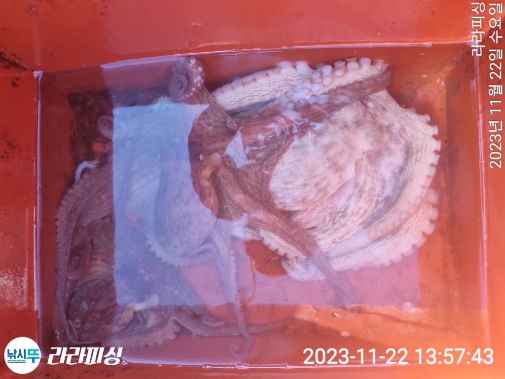 낚시뚜,돌문어,속천항(진해),라라피싱,낚시뚜21