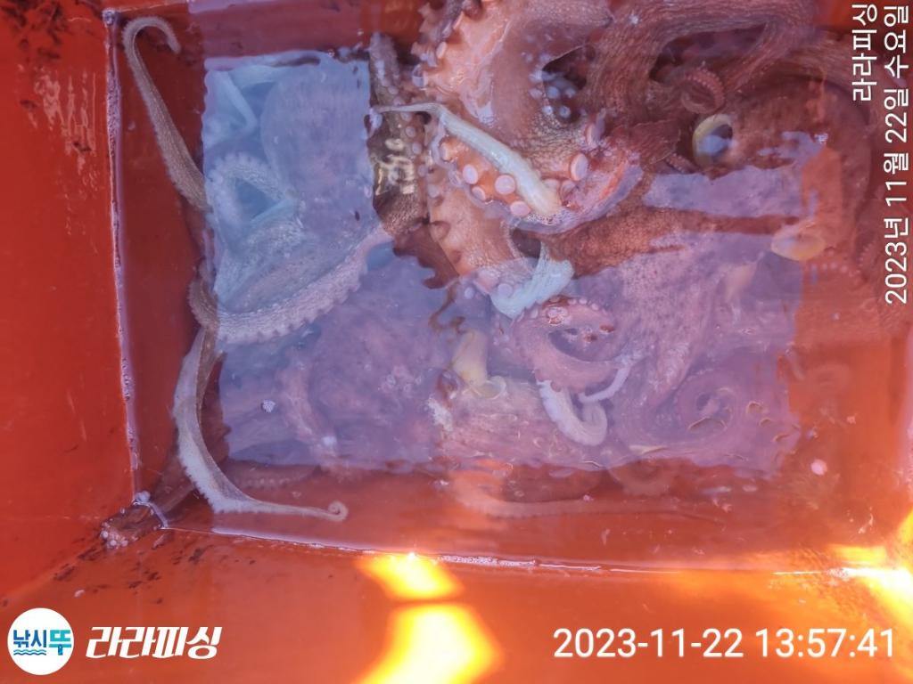 낚시뚜,돌문어,속천항(진해),라라피싱,낚시뚜20