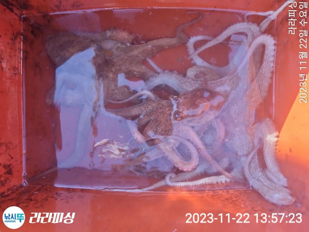 낚시뚜,돌문어,속천항(진해),라라피싱,낚시뚜18