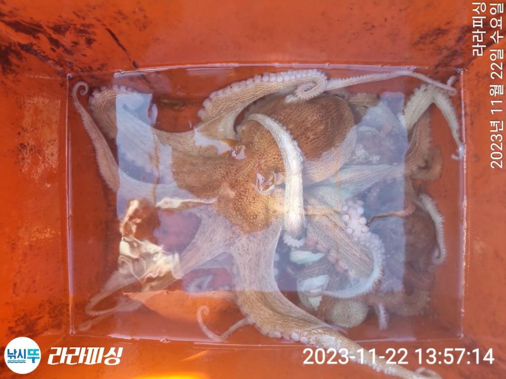 낚시뚜,돌문어,속천항(진해),라라피싱,낚시뚜17