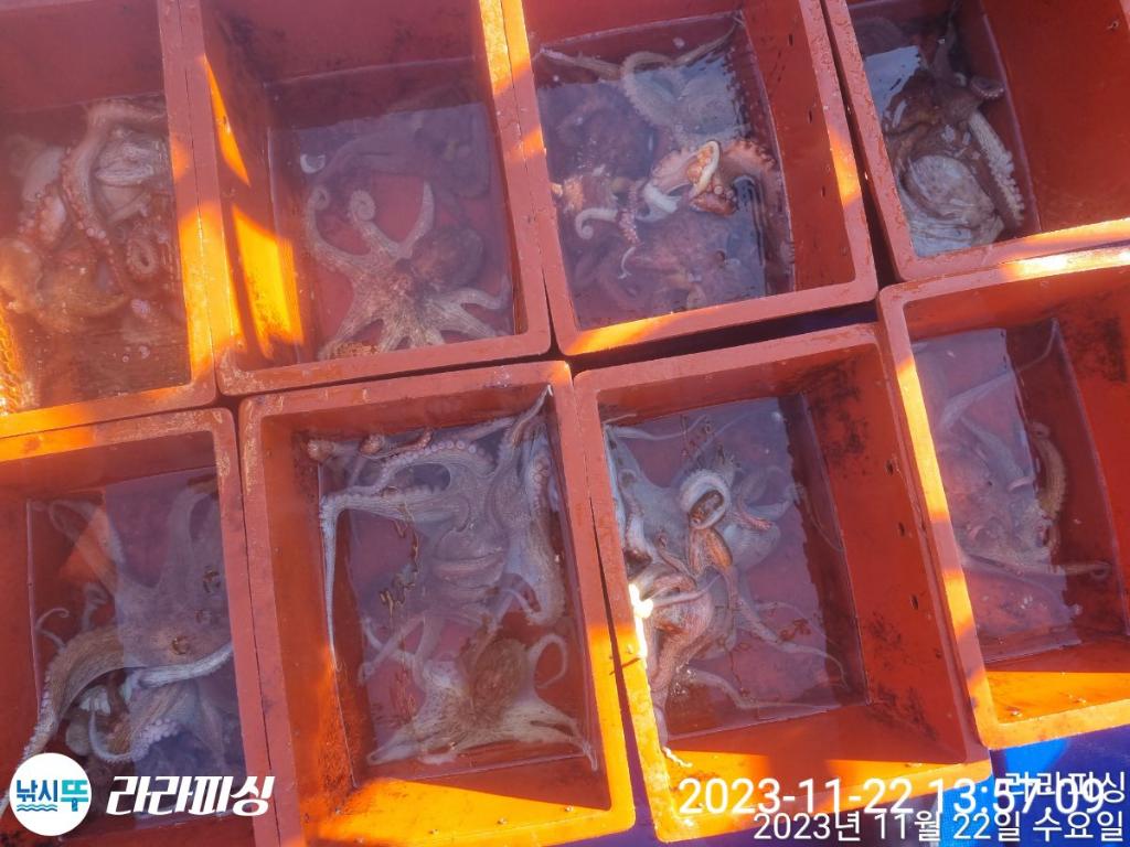 낚시뚜,돌문어,속천항(진해),라라피싱,낚시뚜16