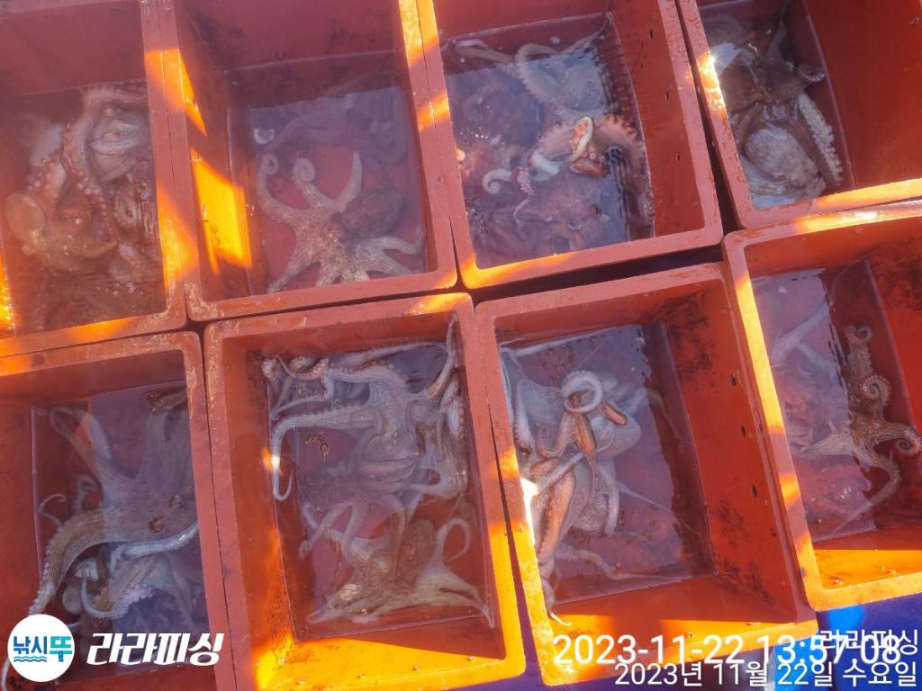 낚시뚜,돌문어,속천항(진해),라라피싱,낚시뚜15