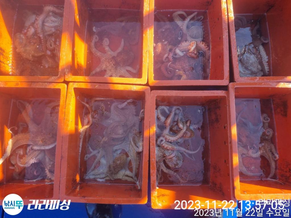 낚시뚜,돌문어,속천항(진해),라라피싱,낚시뚜14