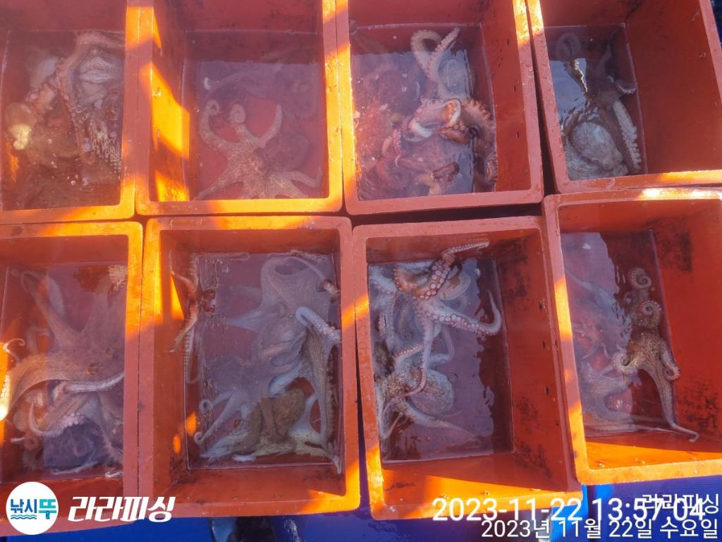 낚시뚜,돌문어,속천항(진해),라라피싱,낚시뚜13
