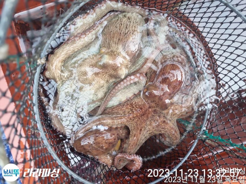 낚시뚜,돌문어,속천항(진해),라라피싱,낚시뚜22