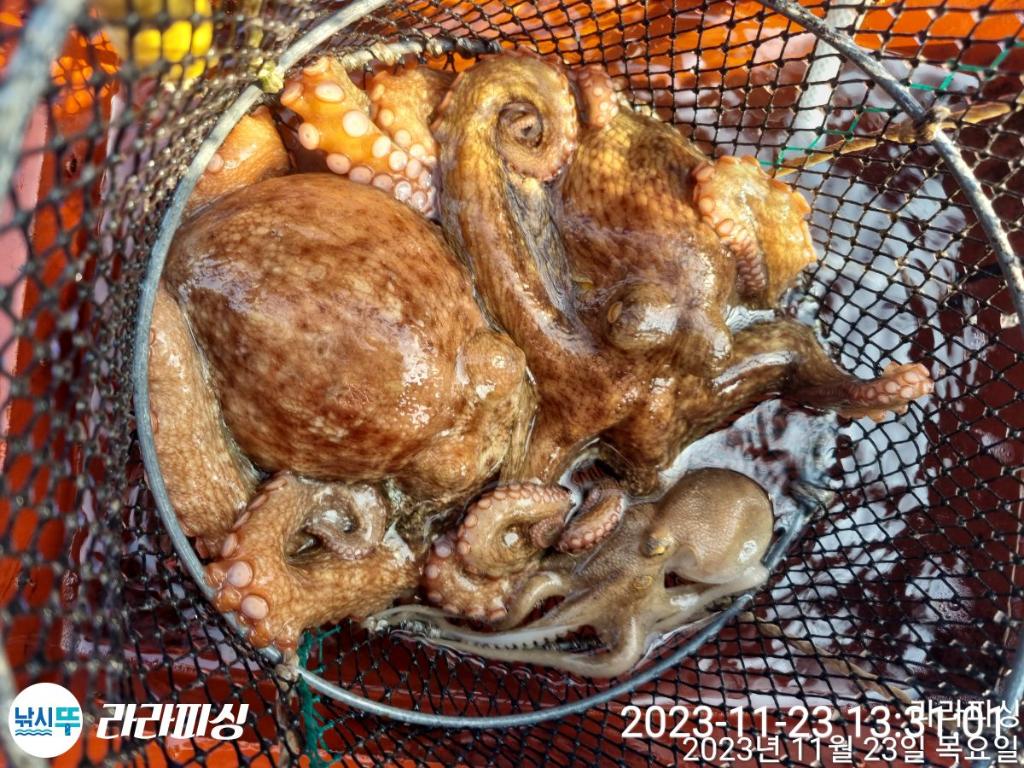 낚시뚜,돌문어,속천항(진해),라라피싱,낚시뚜21