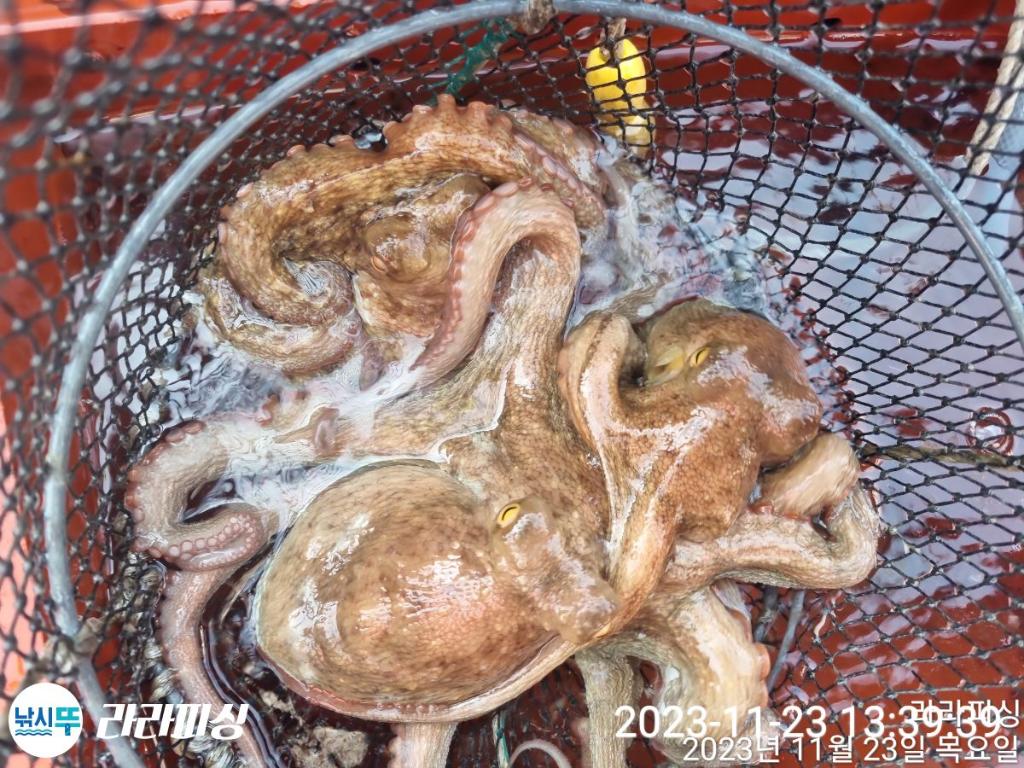 낚시뚜,돌문어,속천항(진해),라라피싱,낚시뚜18