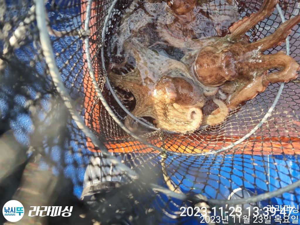 낚시뚜,돌문어,속천항(진해),라라피싱,낚시뚜17