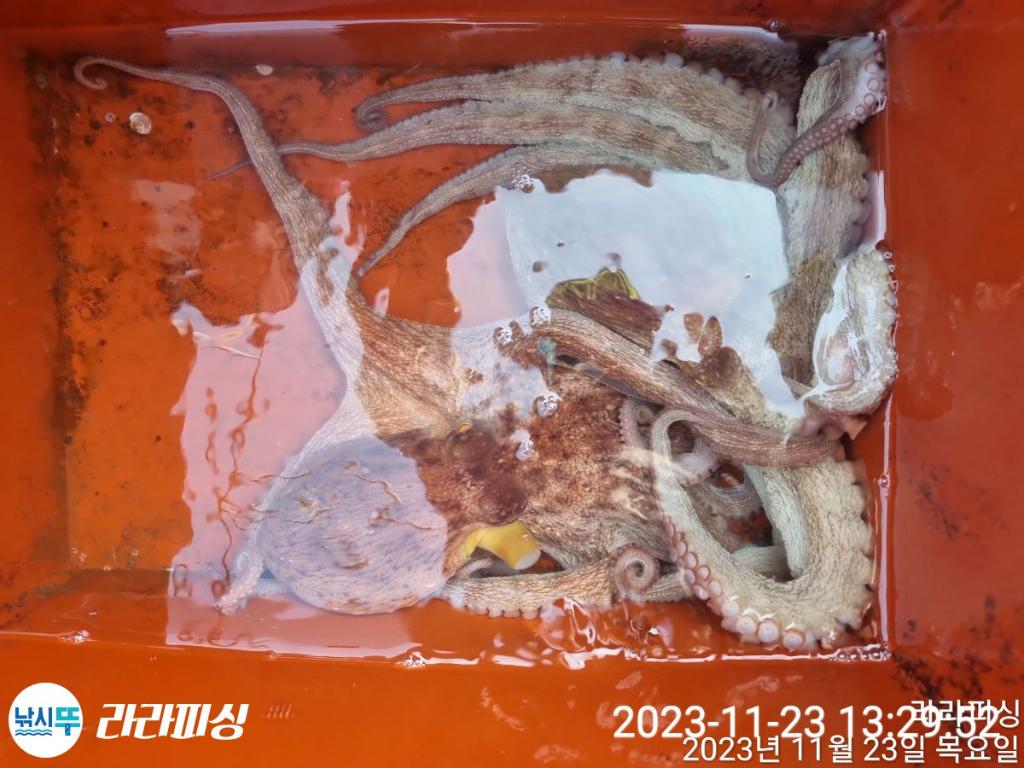 낚시뚜,돌문어,속천항(진해),라라피싱,낚시뚜15
