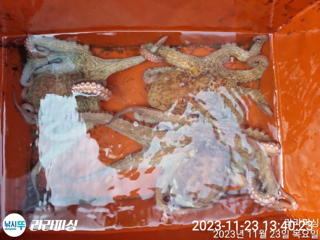 낚시뚜,돌문어,속천항(진해),라라피싱,낚시뚜12